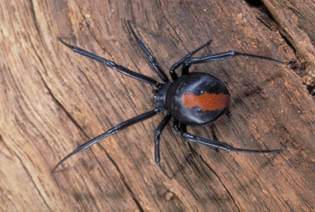 The Venomous Spiders Of Australia