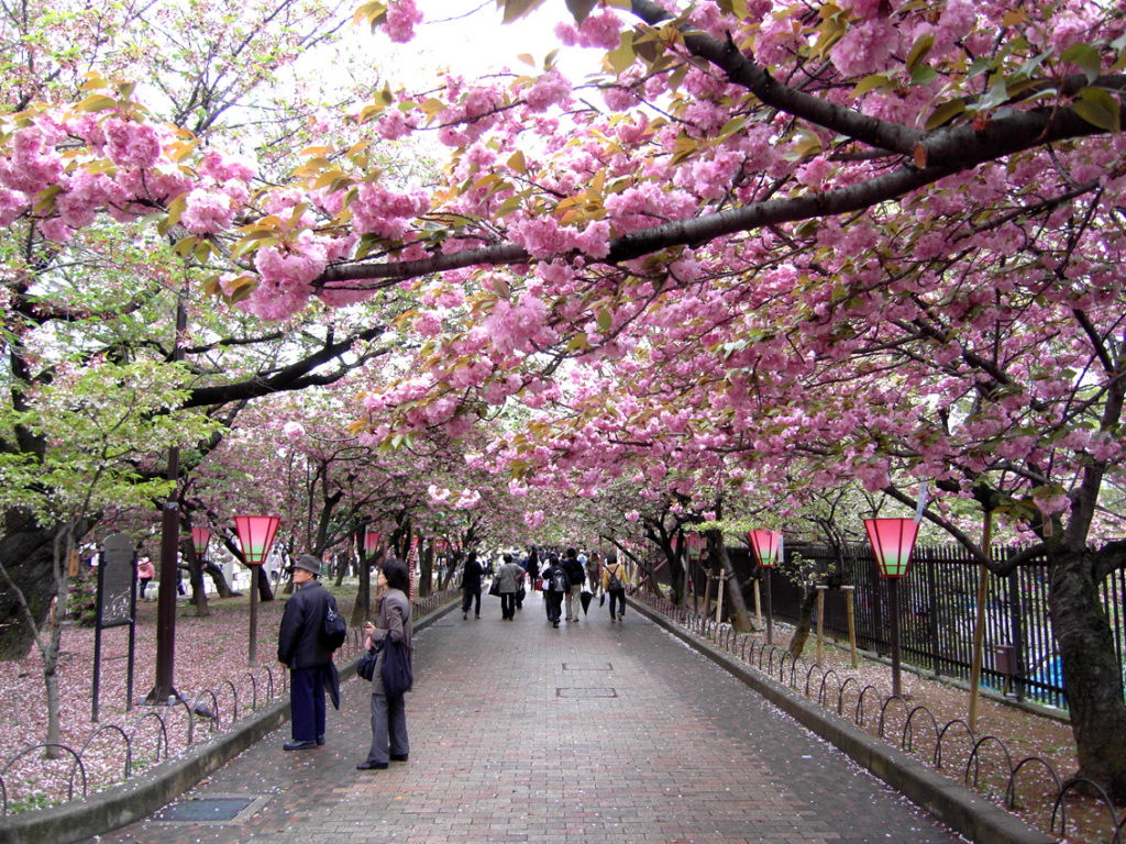 Osaka cherry blossom festival Japan