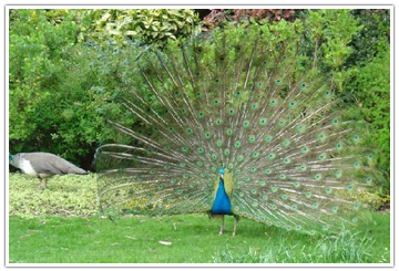 warwick peacock
