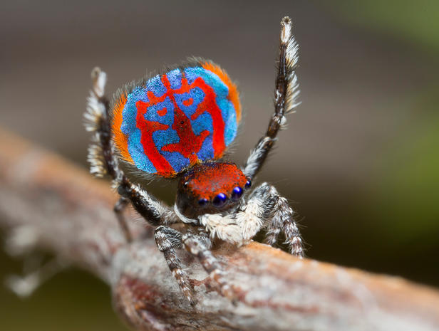 Peacock Spiders are native to Australia.