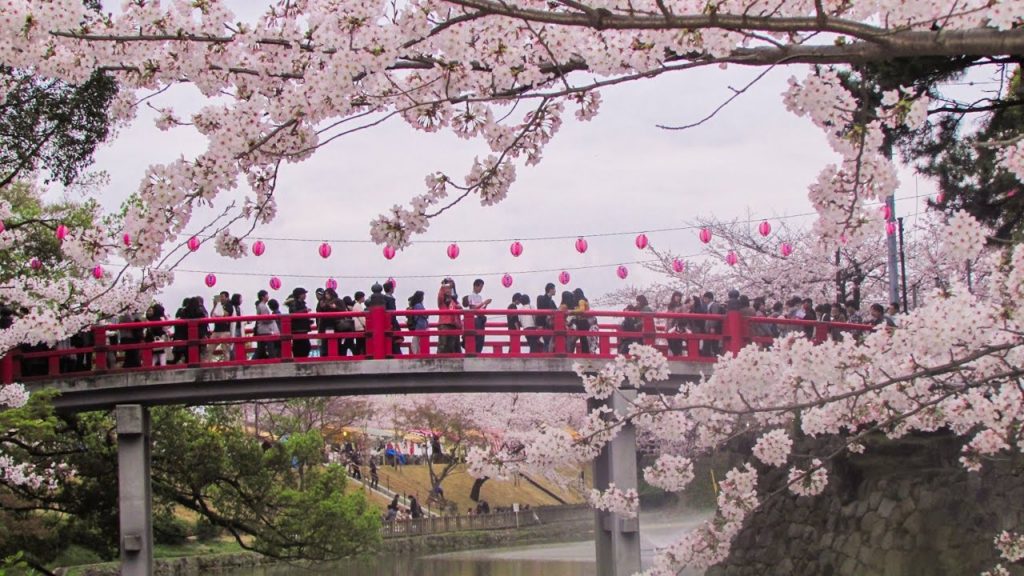 cherry blossom festival Japan