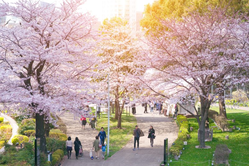 cherry blossom festival in Tokyo Japan