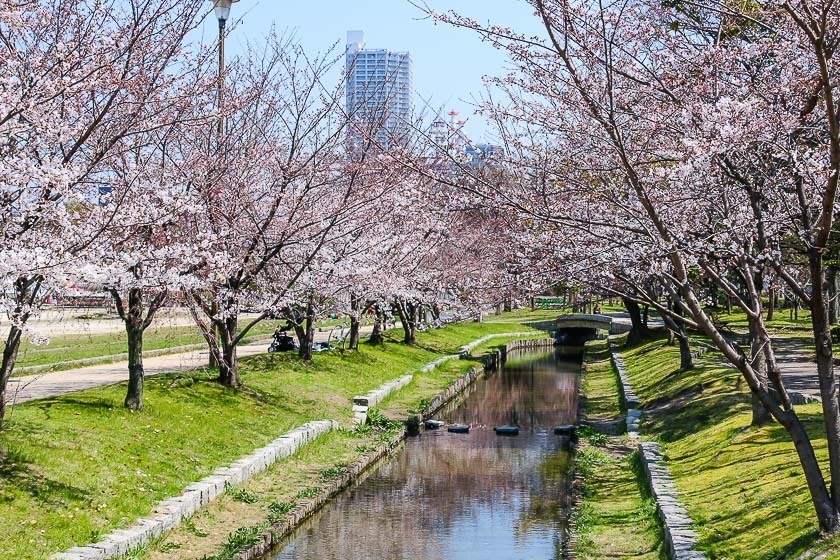 Hiroshima cherry blossom festival Japan