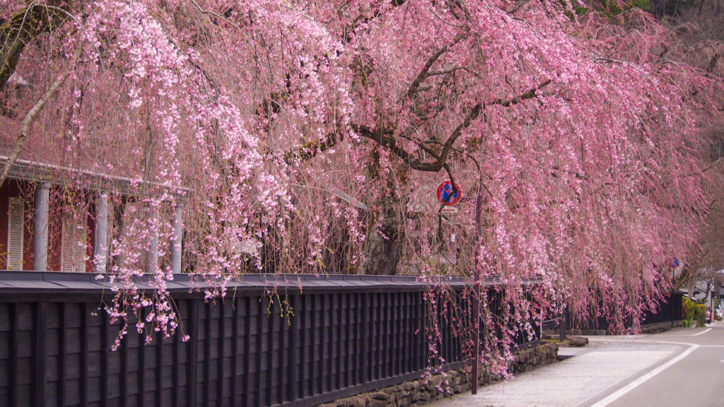 Kakunodate cherry blossom festival in Japan