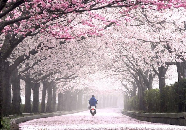 cherry blossom festival in Kyoto Japan