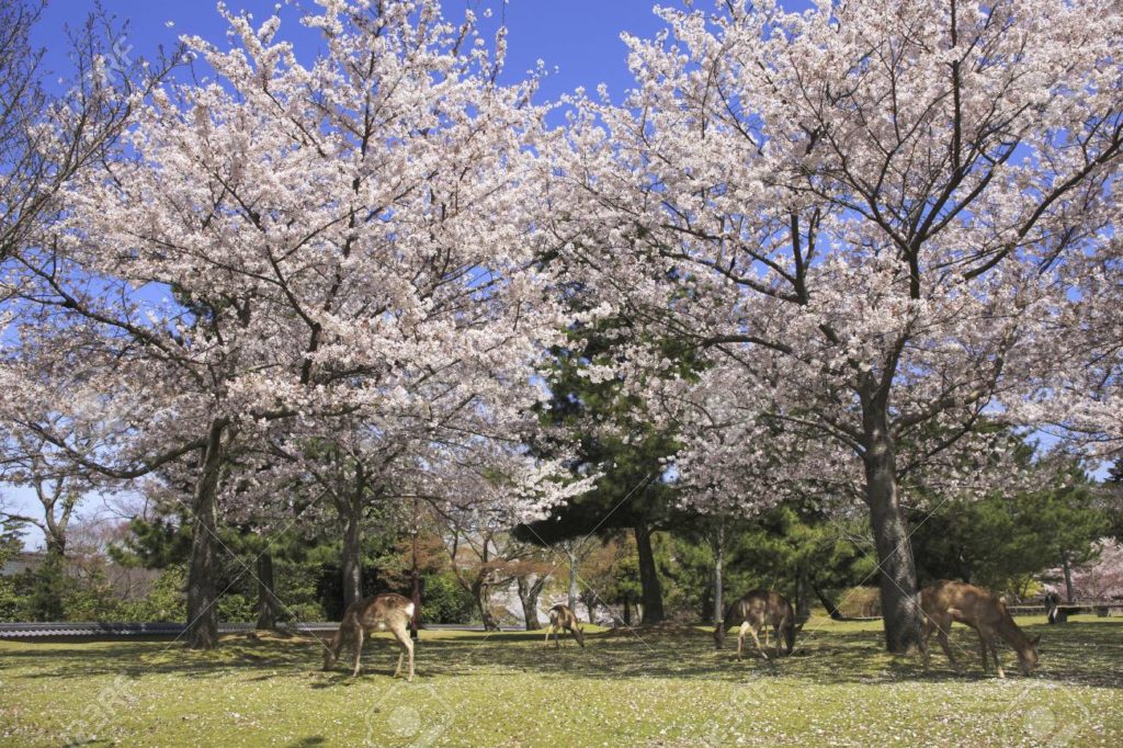 Nara cherry blossom festival in Japan